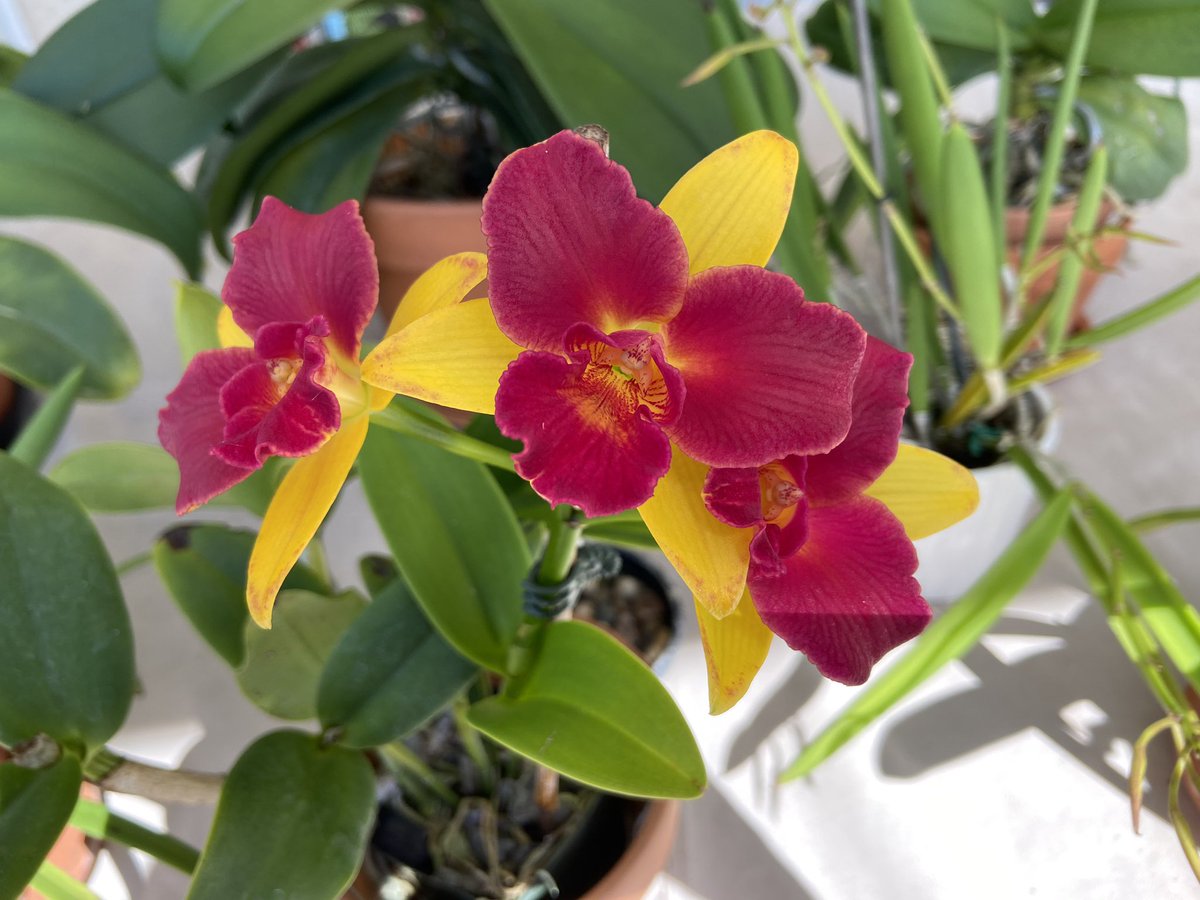 Maria Piret tweet media