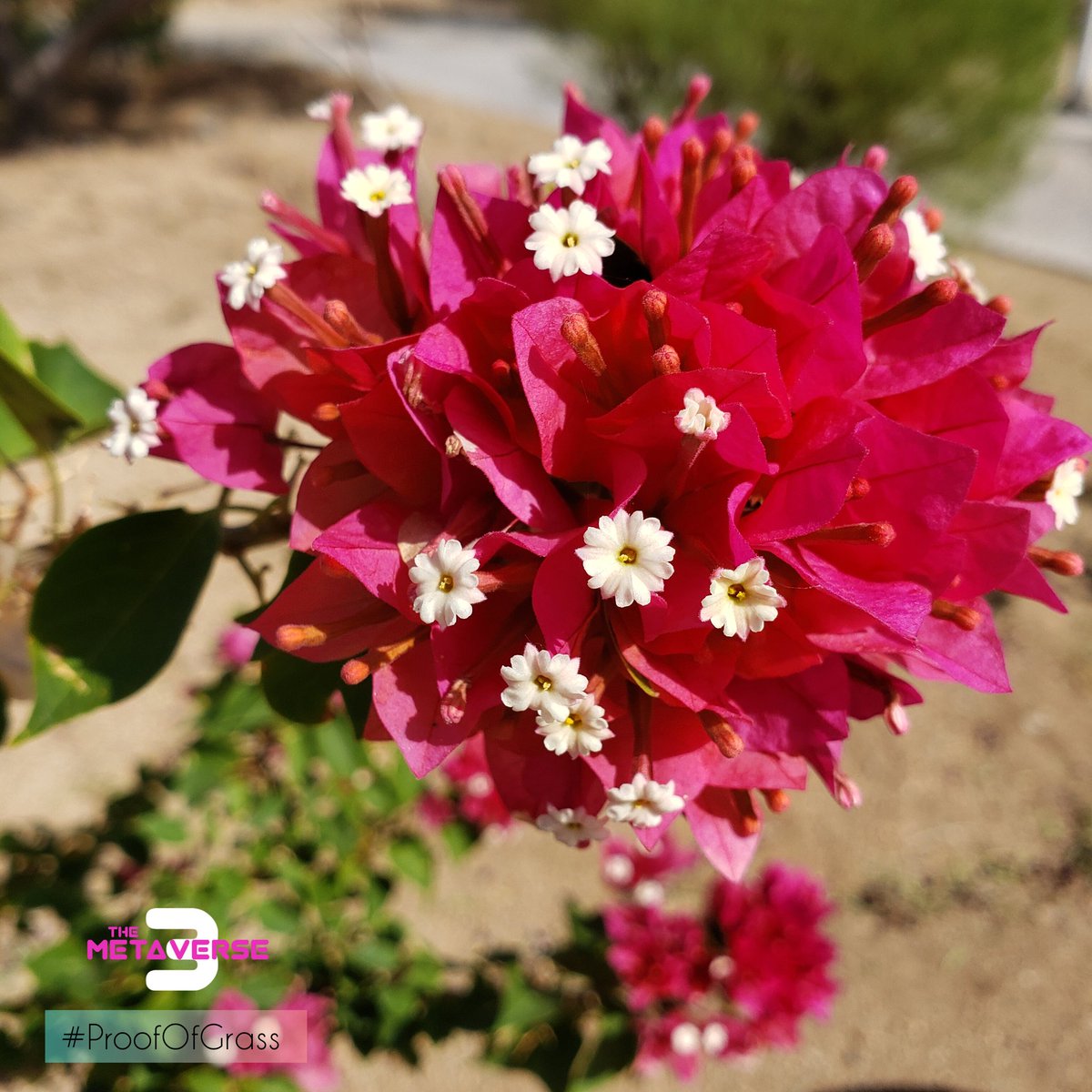 themetaverseiii's tweet photo. Get outside and find something beautiful! 

@teenybod found this bougainvillea at a rest stop on the way to Southern California from Arizona.

Show us your #ProofOfGrass ❤🌿
#Metaverse3 #TM3 https://t.co/PbXolezVIa