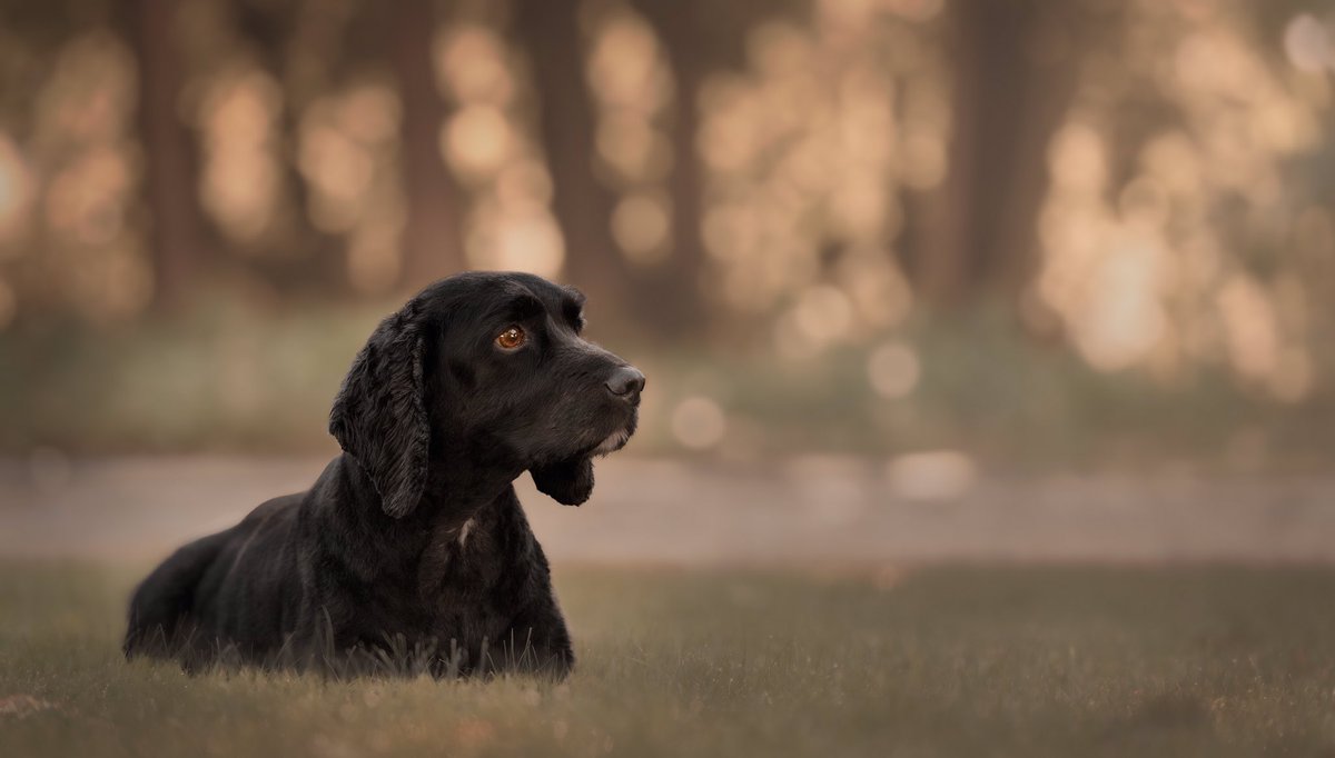 RiffRAF18's tweet photo. Awesome weekend, just a spaniel spanieling! Woods, water and sausages. #dogsoftwitter #woodlandwalks #bemorespaniel #nikonphotography #dogphotography https://t.co/GEjVf5tgXD