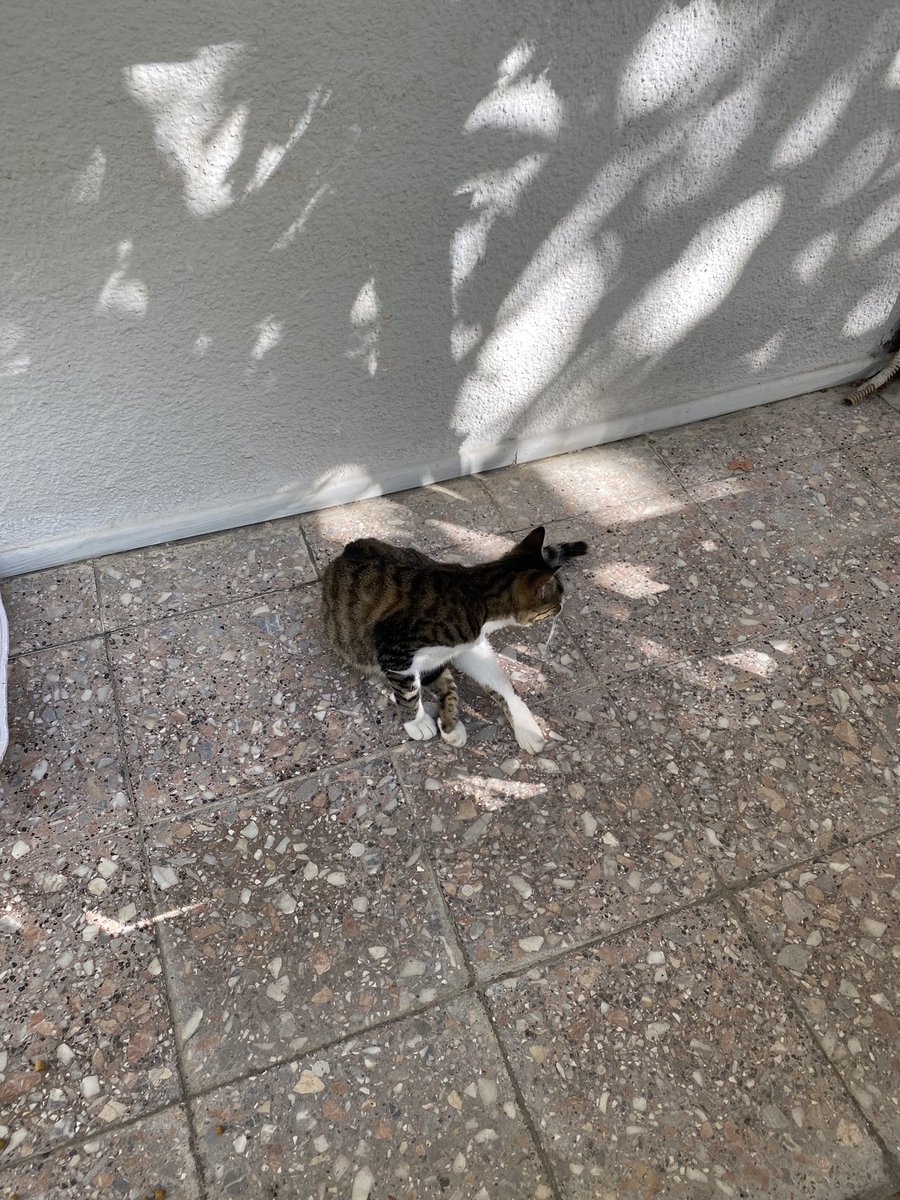 EkremSerhat's tweet photo. Merhaba @bucasarimasa bu kedi 302 sokak no:18 in bahçesinde yada dibindeki çöp konteynerlerinde duruyor. Bahçeye girerseniz zemin katın balkonunda görme ihtimalinizde yüksek. Mantar oluşmuş arka bacağında ve tüyleri dükülüp yara oluşumu başlamış. https://t.co/PNMfFJNg89