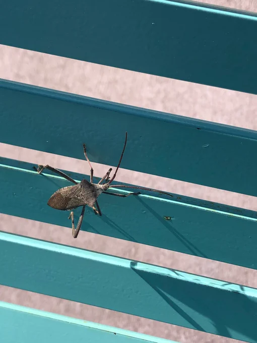 Bug friends! Need some identification. I thought it was a seed bug but I'm not sure.