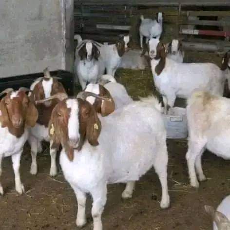 salihuu11's tweet photo. Second to the last part on my contribution to #GOAT𓃵 production, processing, and marketing 
These are Boar and Kalahari breeds are more expensive than any breed we have in Nigeria.
  The Boer goat is a specialist meat goat that originates in South Africa, where its ability to produce excellent carcass conformation coupled with a fast growth rate has been improved 
They can be crossed with Red Sokoto and Kano brown 
For more details, follow us on #asslislivestock