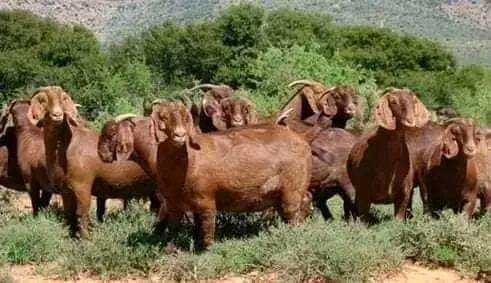 salihuu11's tweet photo. Second to the last part on my contribution to #GOAT𓃵 production, processing, and marketing 
These are Boar and Kalahari breeds are more expensive than any breed we have in Nigeria.
  The Boer goat is a specialist meat goat that originates in South Africa, where its ability to produce excellent carcass conformation coupled with a fast growth rate has been improved 
They can be crossed with Red Sokoto and Kano brown 
For more details, follow us on #asslislivestock