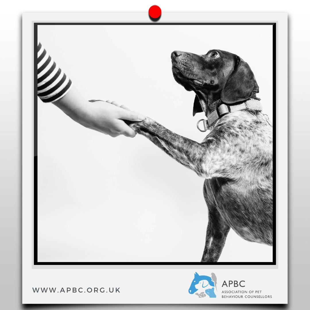 Full APBC members are qualified, assessed and regulated, having met the standards set out by the ABTC. Full members have a depth and breadth of skills, knowledge and experience, unrivalled within the animal behaviour industry: buff.ly/3JGhM5g