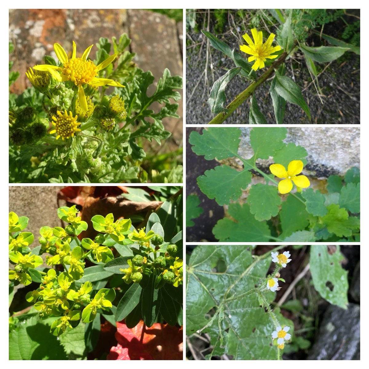 Some sunshine for #WildflowerHour: Common Ragwort, Hawkweed, Greater Celandine, Shaggy Soldier, and escaped Balkan Spurge