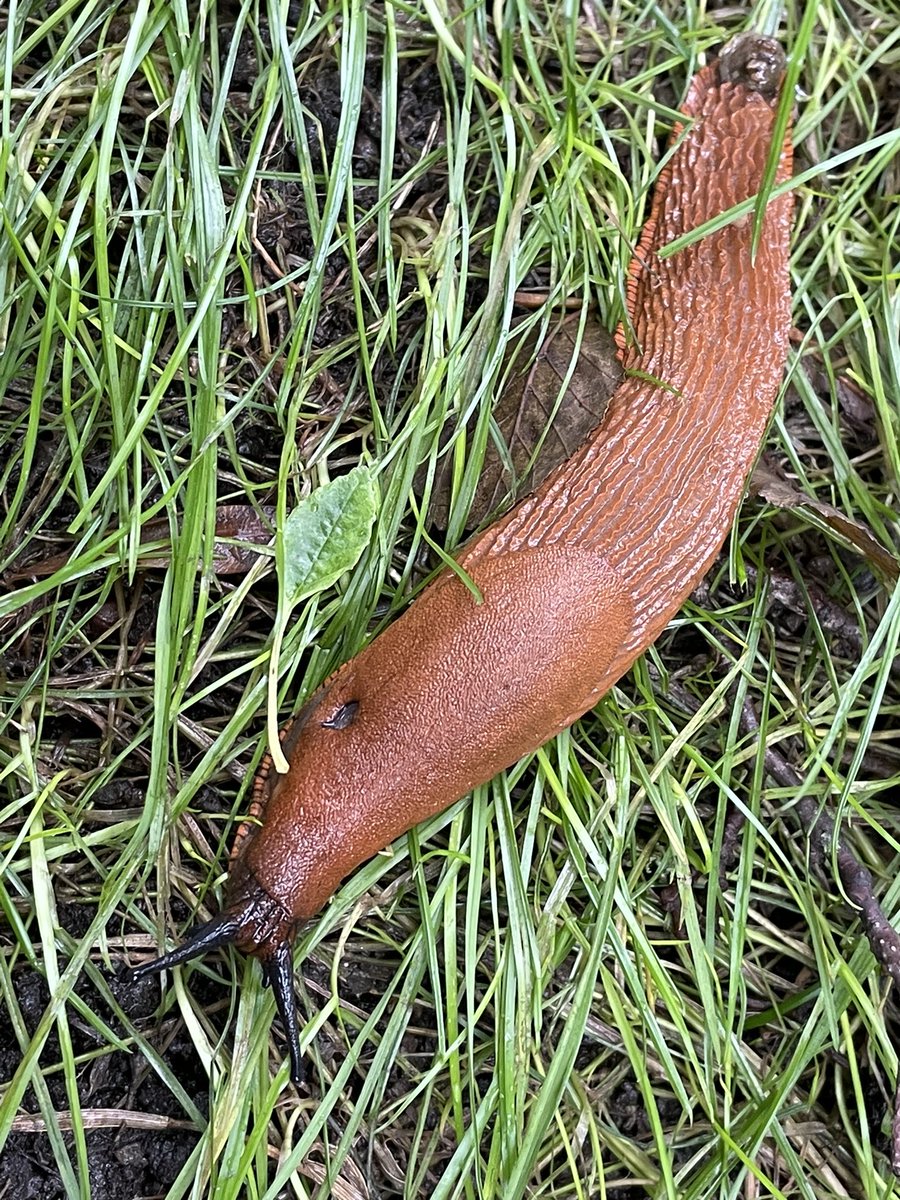 BAConservation's tweet photo. Wet conditions following the recent heavy rain suited one denizen of our marshes on today’s workday. This Great Red Slug (?) was 13 cm long. Nearby, the River Chet was in spate and had overflowed its banks, but water levels were already subsiding. https://t.co/FFvHfNDjTd