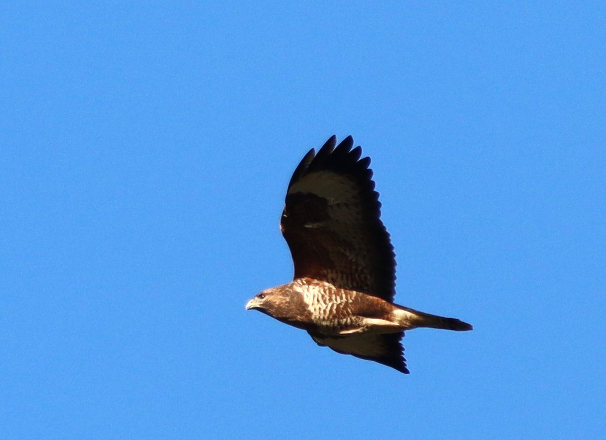 Nosterfield @YorksWildlife this pm, around Flask Lake in sunshine. Curlew, ruff, lapwing, pied wagtail, 16 mute swans, heron, buzzards, g. woodpecker, grey partridge, greylag and canada geese, collared doves, long tails, kestrel and GCGs, teal and cormorant. Lovely trip with Mary