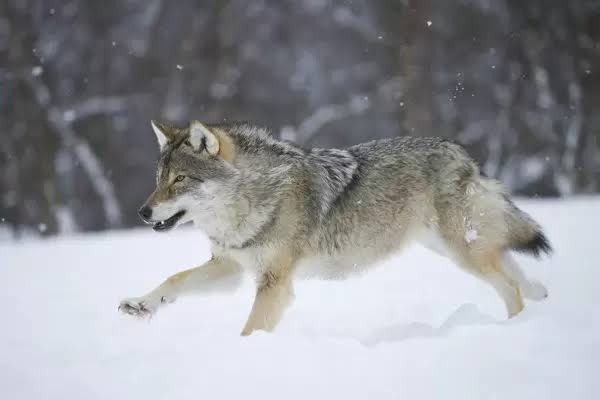 AyshahAwan's tweet photo. I think that is a lot of the dynamic of our Western relationship with wolves." Carl Safina 
5/5 
#SaveWolves  
#LetTheWolvesRunFree #StandForWolves  
#BanHunting https://t.co/VrEzMmJwGq