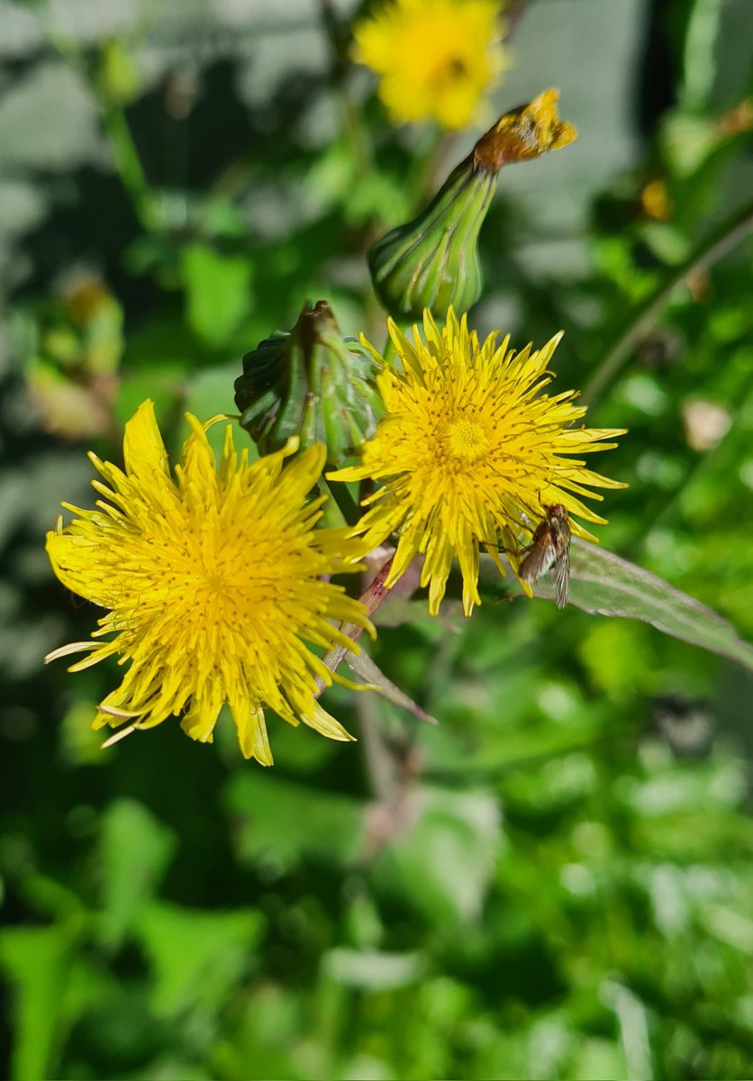 EnnisJones2's tweet photo. @wildflower_hour Smooth Sowthistle (Sonchus oleraceus) in a sunny spot today. #wildflowerhour #glos https://t.co/Ylfry259pg