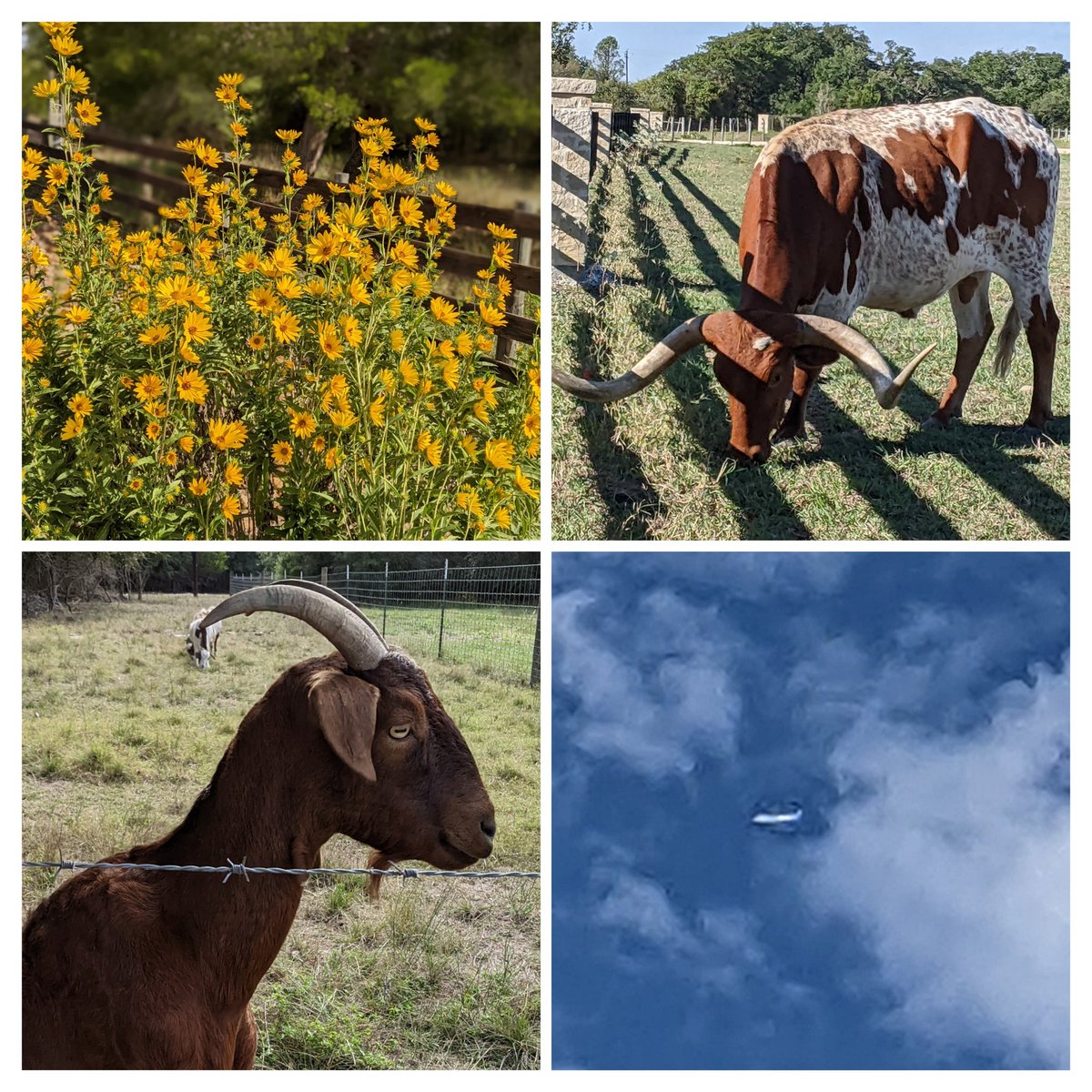 WickWrites's tweet photo. Spotted on my ๐ฒ ride:
blooms ๐ป
beasts ๐ฎ๐
and a bird โ๏ธ
#spottedonmyride #cycling #bicyclinglife #Texasbackroads #alwayssomethingtosee https://t.co/ZTTgbKjkj2