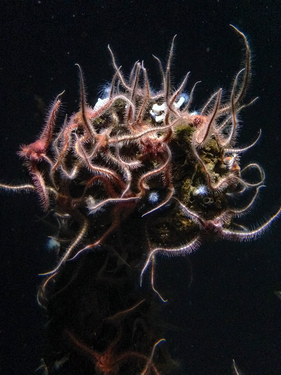 ChrisHWriter's tweet photo. A beautiful cluster of spiny brittle stars (Ophiothrix spiculata?), shot with my iPhone on a trip to Monterey Bay Aquarium in 2013. https://t.co/2rersaGNhq