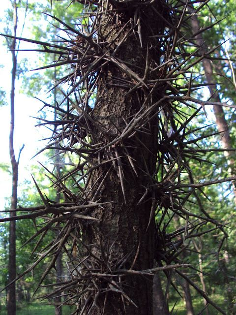 La Gleditsia triacanthos, o acacia de tres espinas, se defiende con espinas afiladas, compuestos químicos tóxicos y una increíble adaptabilidad. Una lección de supervivencia de la naturaleza. 🌳🌿 #Evolución #DefensaNatural