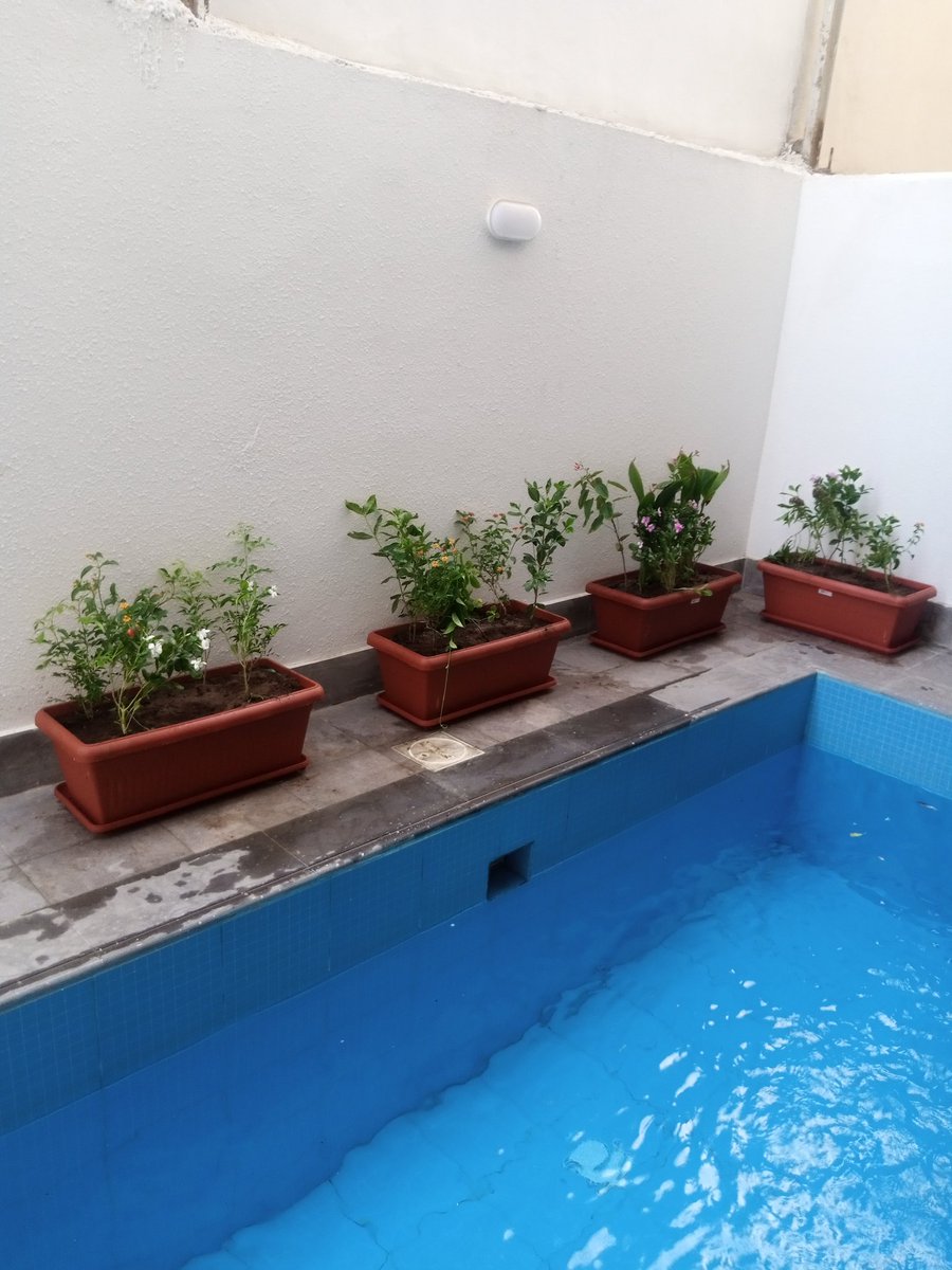 مشتل Bella Rose (@bella_rose30092) on Twitter photo 