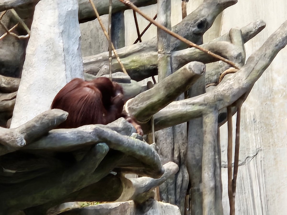 TUrbanski81's tweet photo. #Urbys ! Look what I found @brookfield_zoo ! Orangutans &amp; information on palm oil! I couldn't take an Orangutan home with me, but I do have a Hedgehog #ChannahonPride #ZooDay https://t.co/85hh3mgBTf