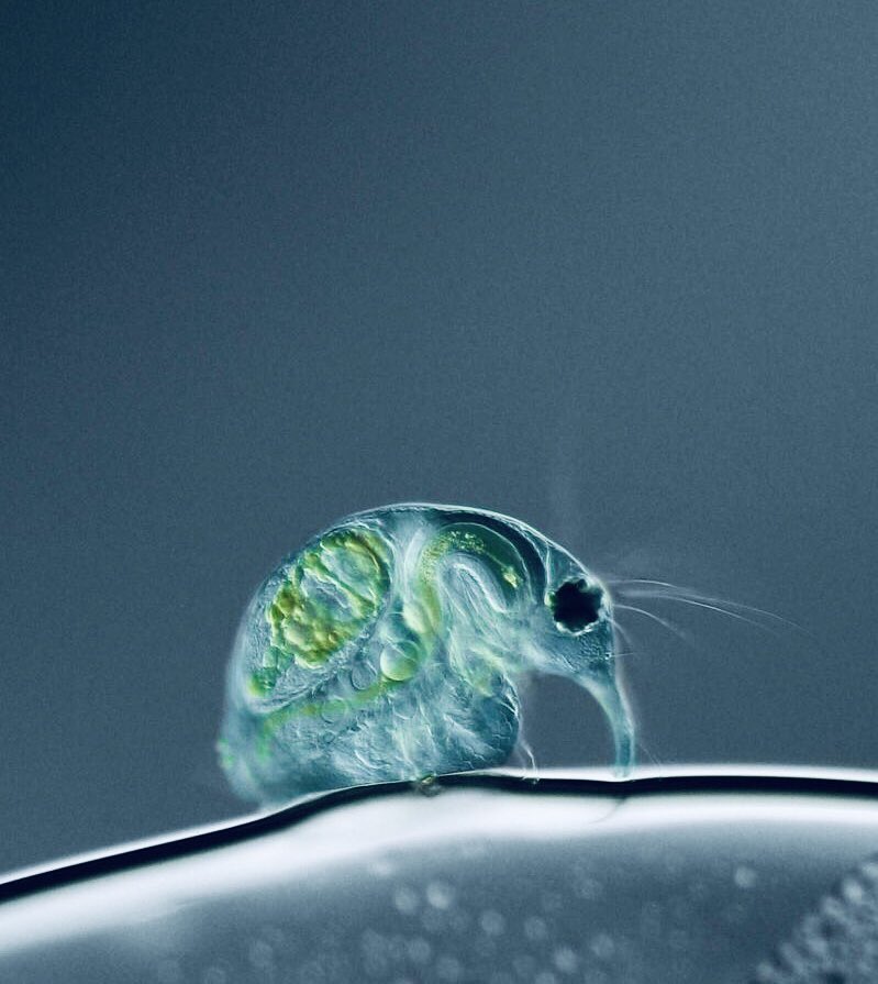 microscopic images. tweet media