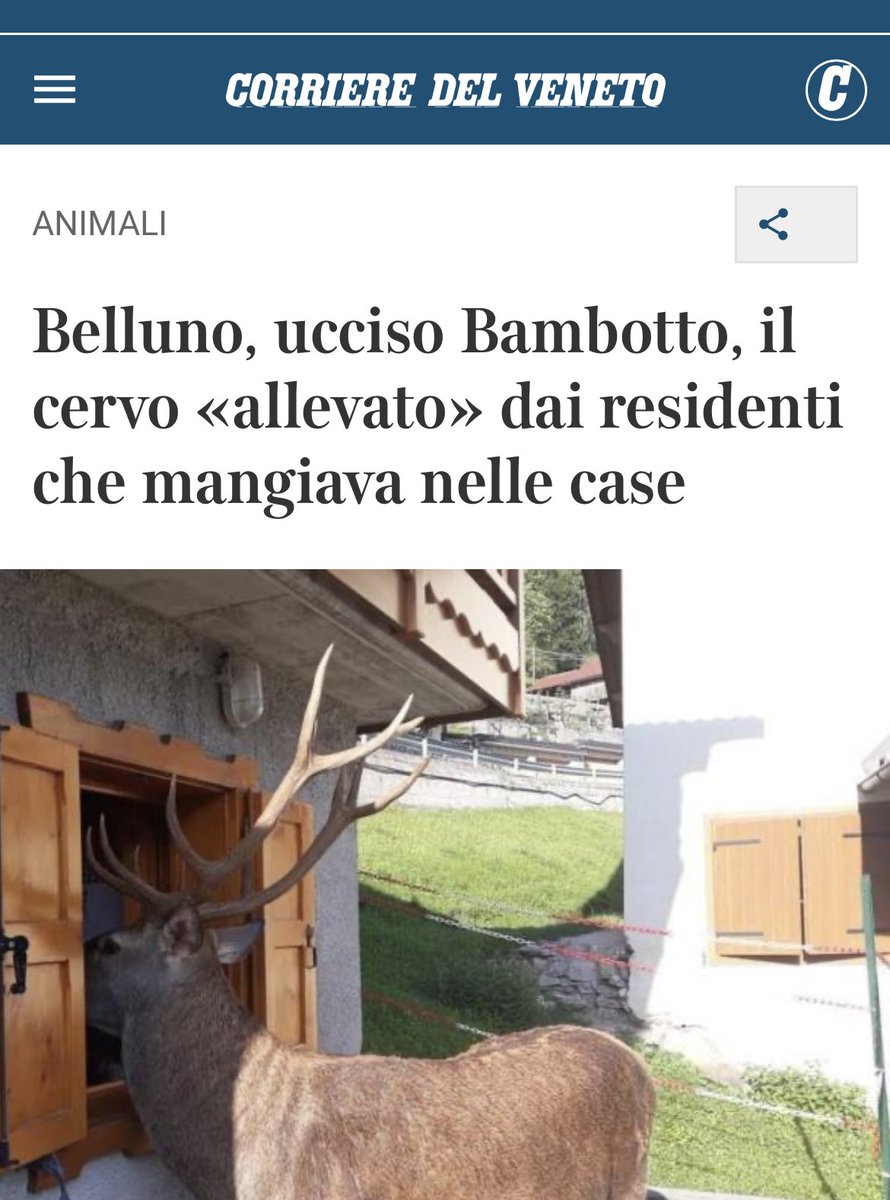 dany_martani's tweet image. Voglio il nome di questo assassino
Chiaramente chi poteva uccidere un animale così meraviglioso ? Solo un ributtante #cacciatore facente parte della lobby feccia lasciata  libera di ammazzare qualunque animale in cambio di voti in parlamento #caccia #noallacaccia #cervo #bambotto