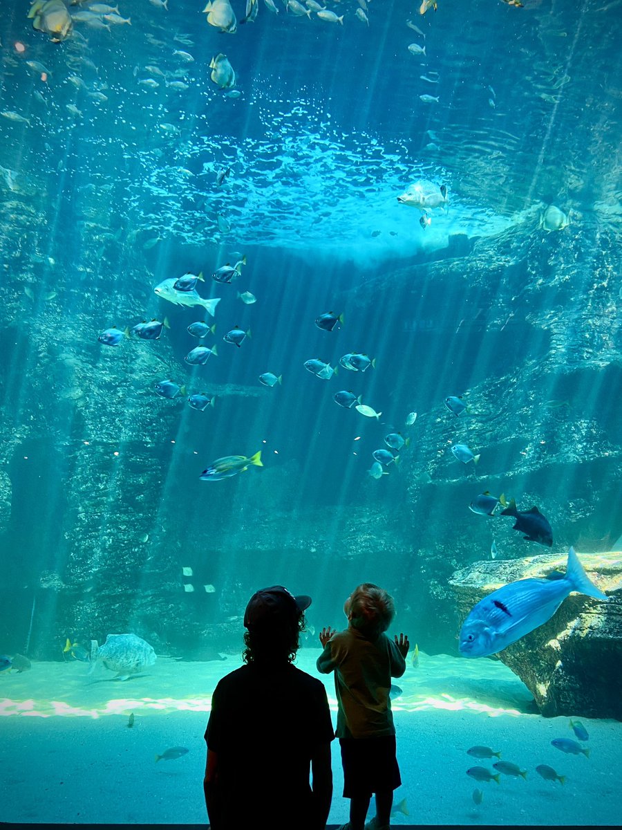 So good watching my boy experience this for the first time ❤️ <a href="/2OceansAquarium/">Two Oceans Aquarium</a>