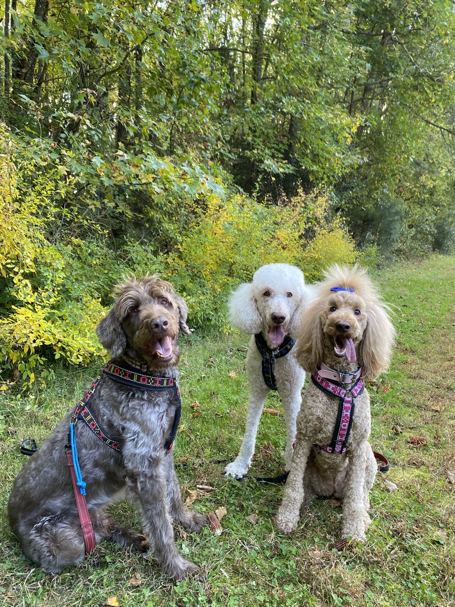 Nice 5k hike with my trio today. 

#restday #dogs #standardpoodle #doodle #rescuedogs #wellbredpoodle #SundayMorning