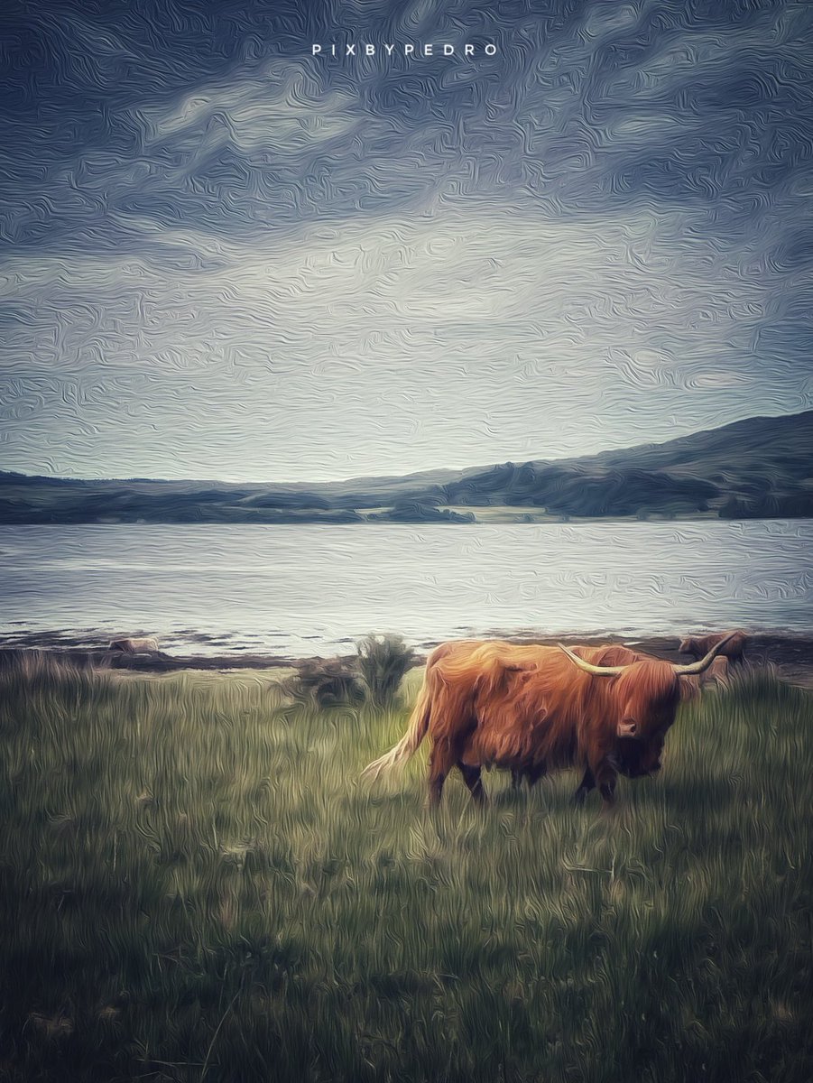 Coo. 

#scotland #highlandcoo #wildlife