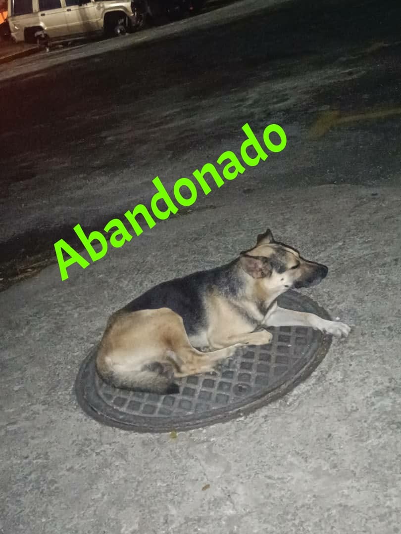 PerroUsuario Wof '•' tweet media