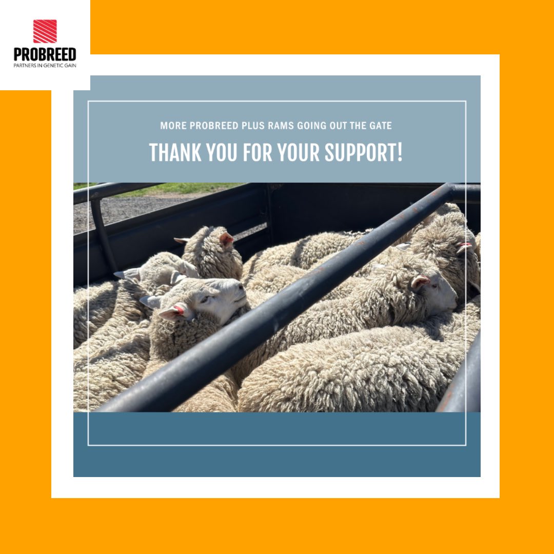 ProBreed's tweet photo. Grateful for the support with another load of ProBreed Plus rams going out the gate to a repeat Composite client = Wool, Moderate Adult Weight, High Weaning % #probreedplus #maternalefficiency #carbonefficiency #probreed #primelambs #primelambsystems #asbvs https://t.co/5jtgYGhLaC