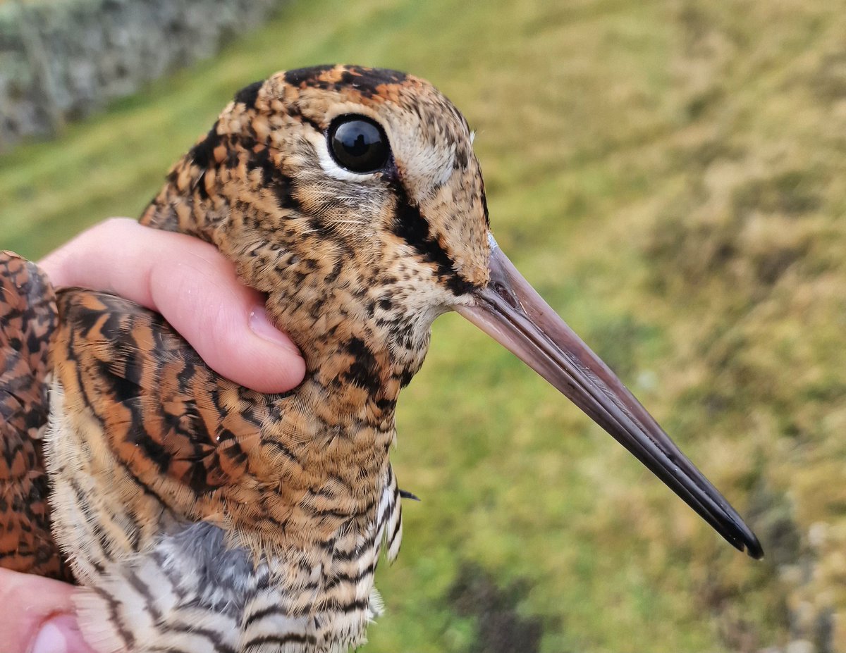 With almost 100 Woodcock on Fair Isle today, it was no surprise to find at least one in the traps. A rare treat to see and ring this species in daylight, giving me a chance to admire their huge eyes and cryptic feather patterns.