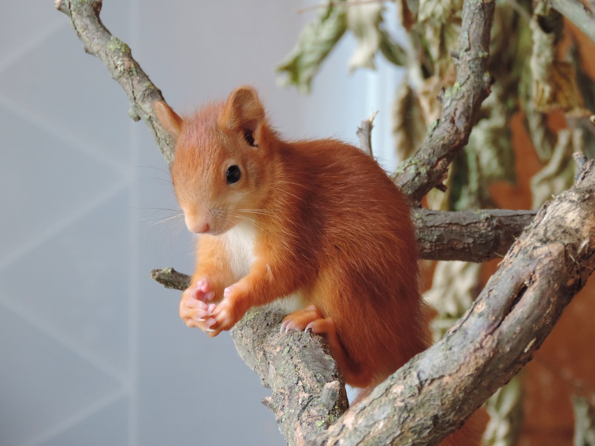 fourpawsint's tweet photo. If a young squirrel runs after or clings to you, you should never ignore it!    Instead, contact 📱 the closest wild animal center as the best thing to do is immediately bring the little one into experienced and competent hands. https://t.co/JStcYRyIYI
