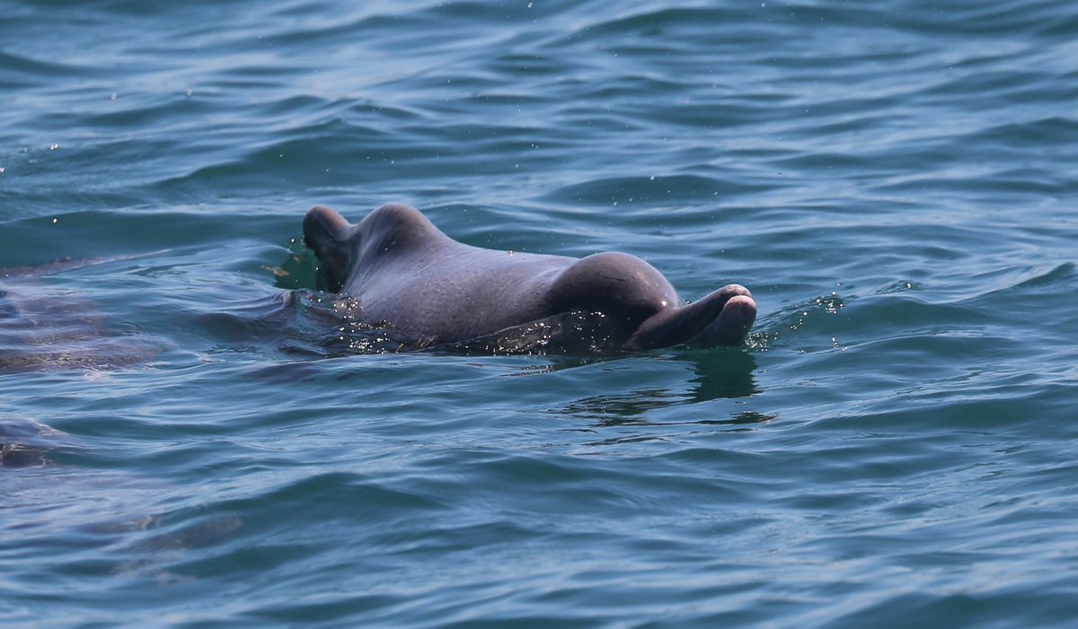 Out searching again for these endangered little #dolphins that lurk in the shallow, muddy-bottom green waters of the western indian ocean.  today we found a tiny group only 10m from the rocky shore, just slowly moving along the coast of Tanga #Tanzania with a tiny newborn calf