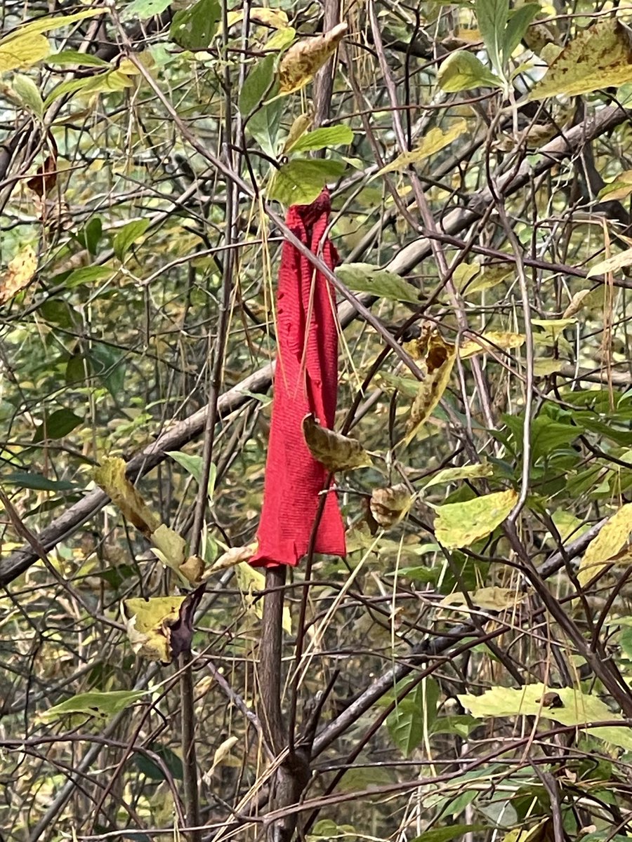 sasysquatchgirl's tweet photo. Somebody wanted to make sure they didnβt get lost out hereβ¦
#nature #getlostinnature #outdoors #explore https://t.co/iz0SyIE8gp