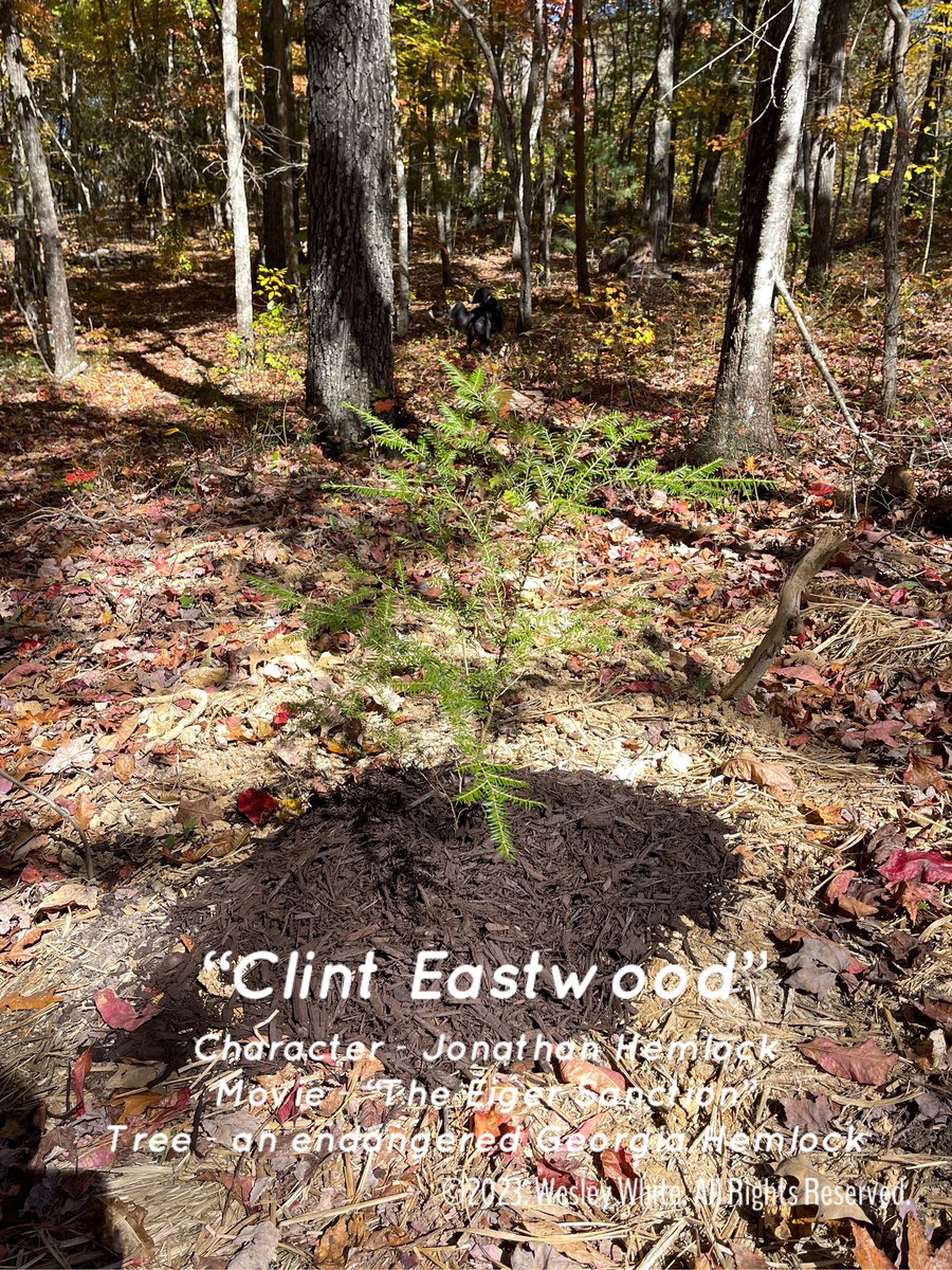 wesleywhite083's tweet photo. This is the first and only Hemlock I planted in our woods.  It is also the only tree I have named here.  
#clinteastwood #georgiahemlock #easternhemlock #theeigersanction #film #movie #jonathanhemlock #georgia #northgeorgia #northgeorgiamountains #savegeorgiashemlocks https://t.co/o1Llea4yn9