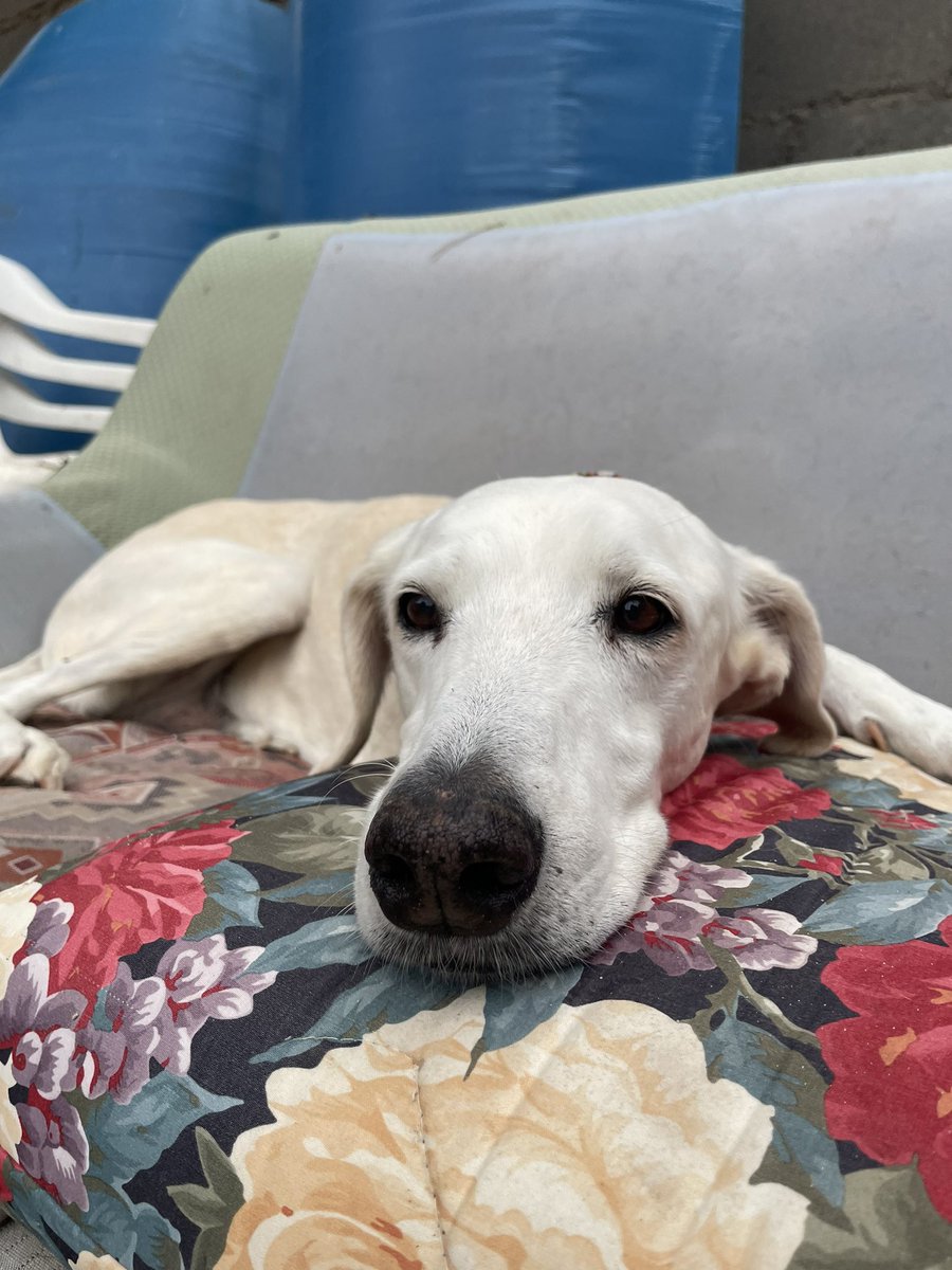 Laguna tiene 11 años, ha ido de casa en casa. Es buenísima y se porta fenomenal; no entendemos como no ha encontrado un hogar definitivo.
Está en adopción| contacto: salvandoinocentes@gmail.com