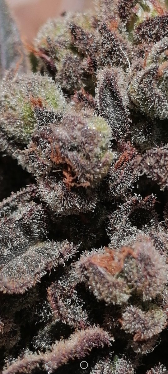 XavierNerjaLM's tweet photo. March 2023
#Finola #CBD #WinterCBD https://t.co/ufCK9gIHUl