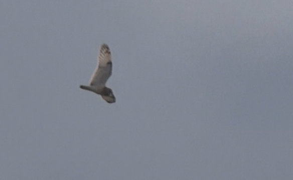 Very enjoyable morning yesterday on Howth with Ring Ouzel, Short-eared Owl and a flyover Brambling. Great to see that easterly winds and rain can deliver migs even in Dublin!