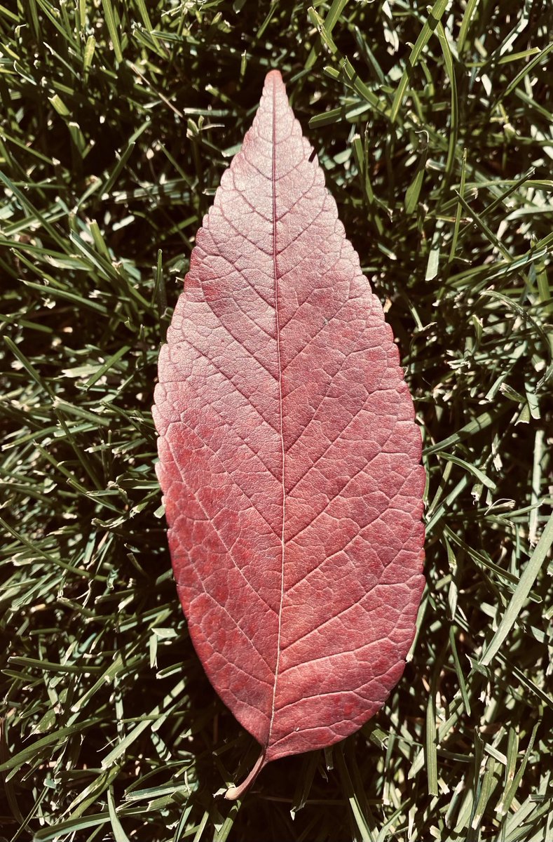Red or brown?