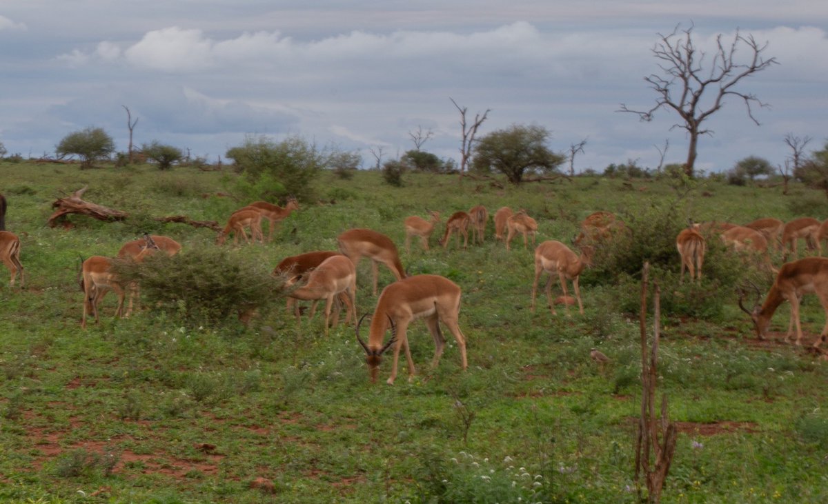 Even the Impala in the Kruger National Park who no doubt were Springbok supporters kept their heads down today after surviving a tough night.