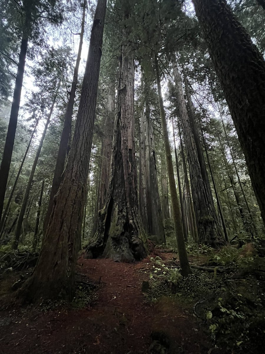 ConsciousFarmer's tweet photo. When trees grow together they last forever. What if humanity grew together? 
#weareone #unity #love #trees #StrengthInNumbers https://t.co/ixx7LmOAyH