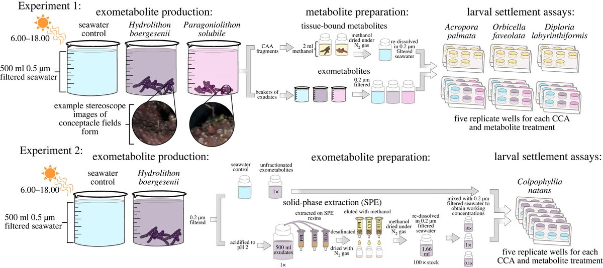 #Coral larval settlement induction using tissue-associated and exuded coralline #algae metabolites and the identification of putative chemical cues #ProcB ow.ly/EYyk50PYXqp #OpenAccess #Conservation #BiologicalApplications @zquinlan