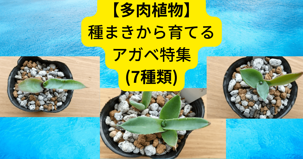dragon_sanfran's tweet photo. 我が家の多肉植物
アガベのご紹介です！

✅2021年12月に種を購入
✅パリーチワワなど7種類を育ててます

昨日、10月の写真を撮りましたが元気な姿を見ることができました
成長はゆっくりですが、楽しい日々です

https://t.co/xOrg4i82R5

#多肉植物
#succulents
#アガベ
#agabe https://t.co/Jn1fM41HsX