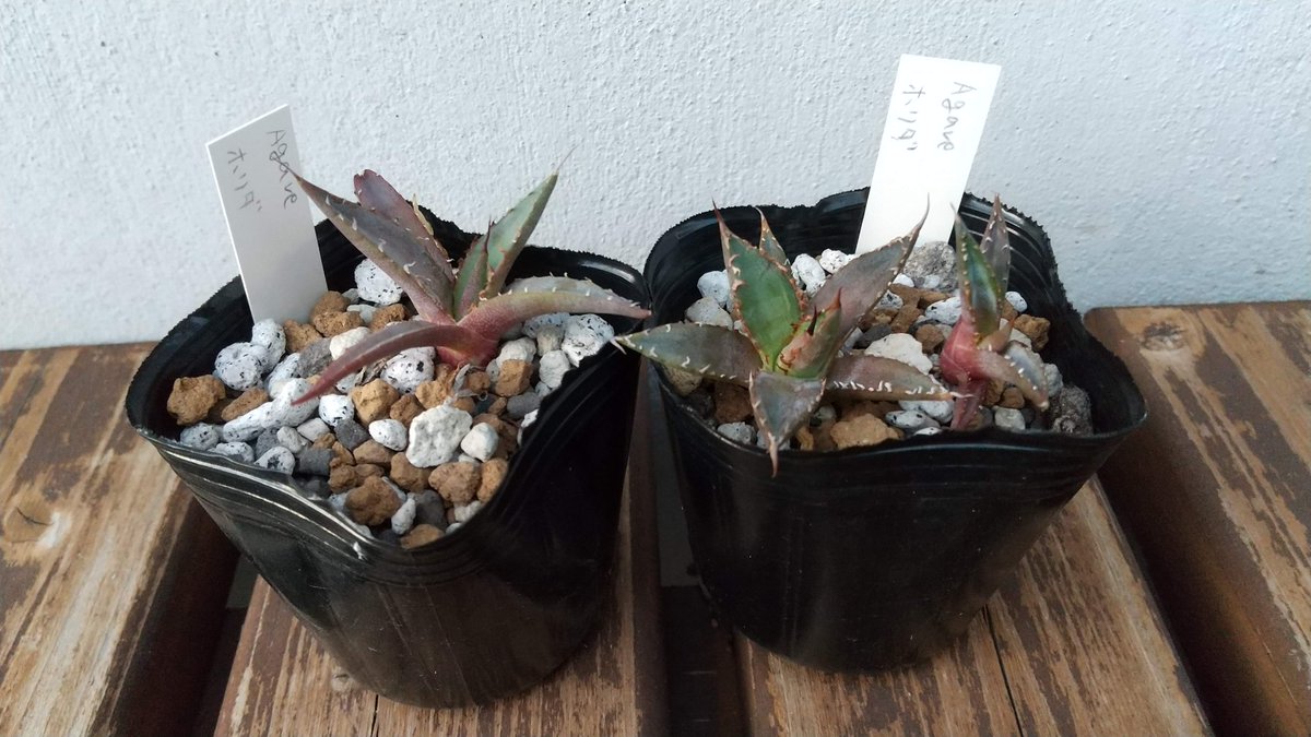 dragon_sanfran's tweet photo. 我が家の多肉植物
アガベのご紹介です！

✅2021年12月に種を購入
✅パリーチワワなど7種類を育ててます

昨日、10月の写真を撮りましたが元気な姿を見ることができました
成長はゆっくりですが、楽しい日々です

https://t.co/xOrg4i82R5

#多肉植物
#succulents
#アガベ
#agabe https://t.co/Jn1fM41HsX