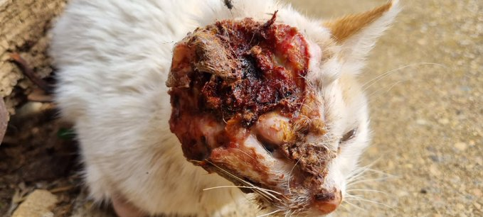 elinformerule_'s tweet photo. ola! Me he encontrado esta gatita callejera, yo no puedo hacerme cargo de ella ni de los gastos de curarla como se merece, está bastante grave y necesita ayuda urgente! En redes sociales se llama
@cass.gata , cualquier tipo de ayuda y difusión sería de gran ayuda! Gracias 💔 https://t.co/UGEtseSEe3
