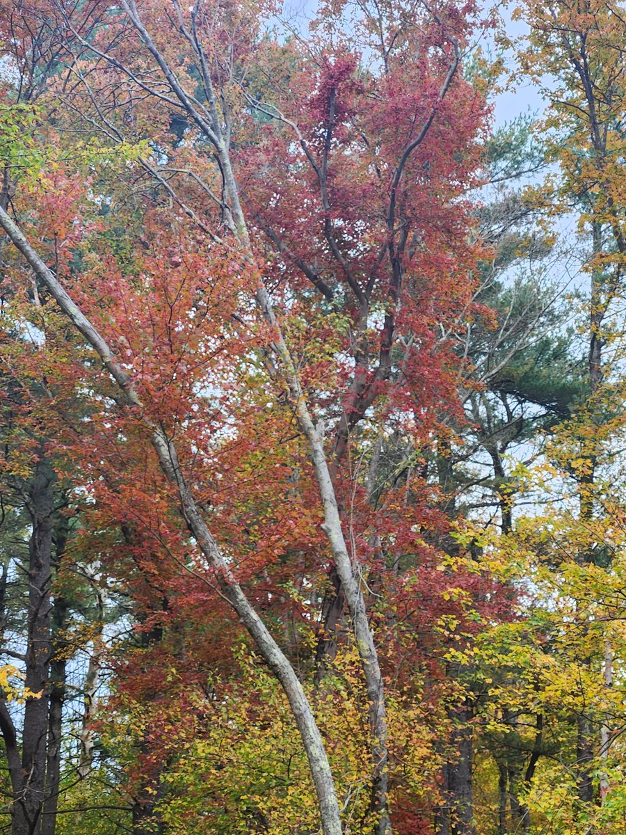 ChrisWh80792999's tweet image. Pats win! Leaves turning in backyard in Raynham Great fall day!
@ericfisher @growingwisdom @SurfSkiWeather @KellyBatesRI