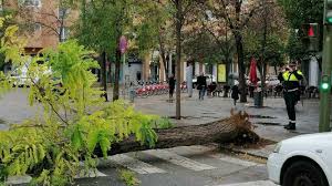 Viendo las imágenes, y los datos, de árboles caídos en Huelva, Cádiz o Granada, es como realmente se aprende arboricultura moderna. 'De aquellos barros, estos lodos' 📷 prensa local