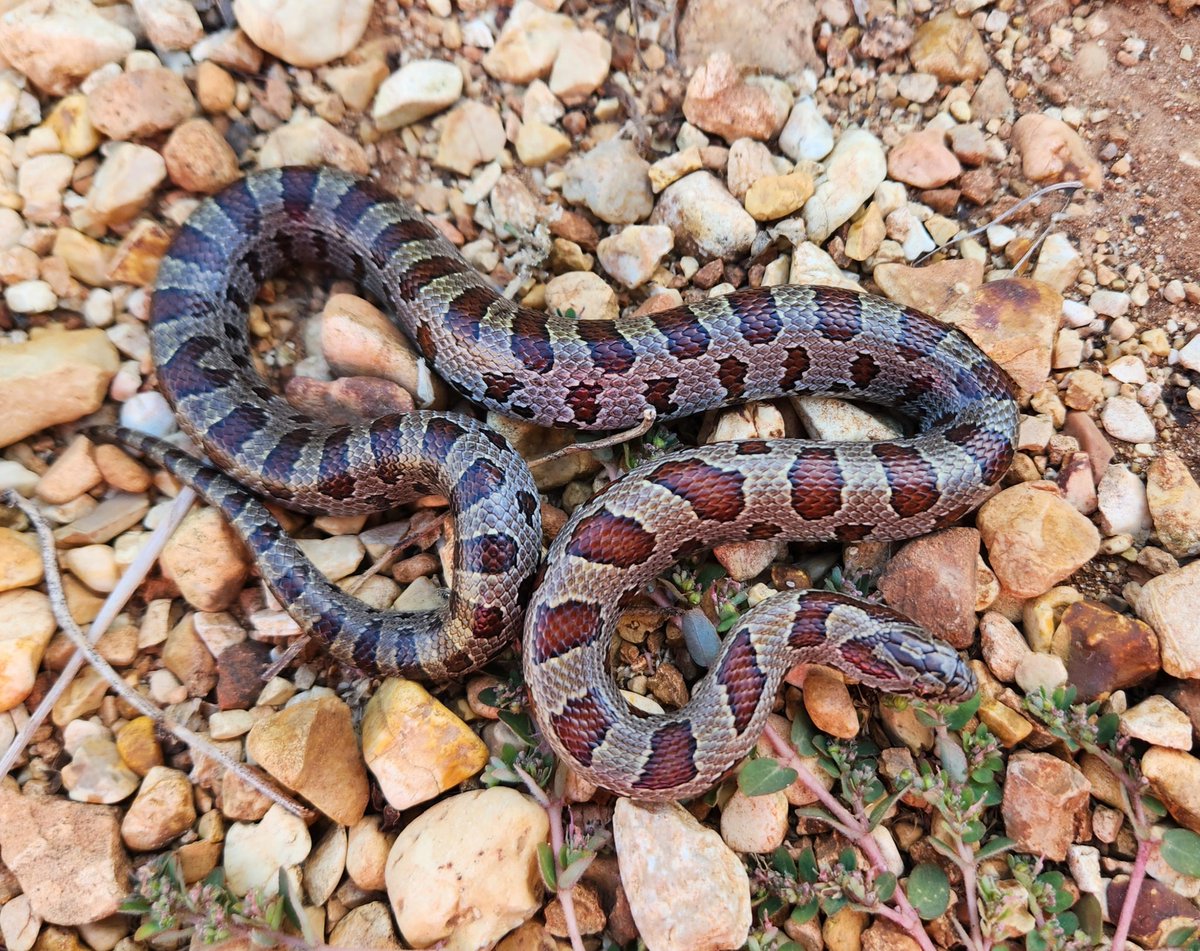 Amber Miller tweet media