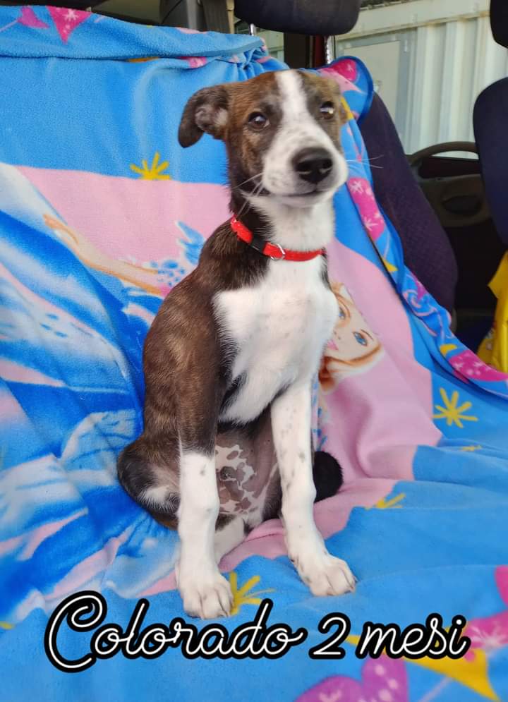🔴COLORADO CERCA ADOZIONE🆘
Colorado è un bellissimo cucciolo di appena due mesi, uno dei tanti cuccioli nati perché non si ha ancora il buon senso di sterilizzare.
 recuperato e messo in sicurezza in un box
Taglia media
Si affida vaccinato e        microchippato
☎️
335 870 6441