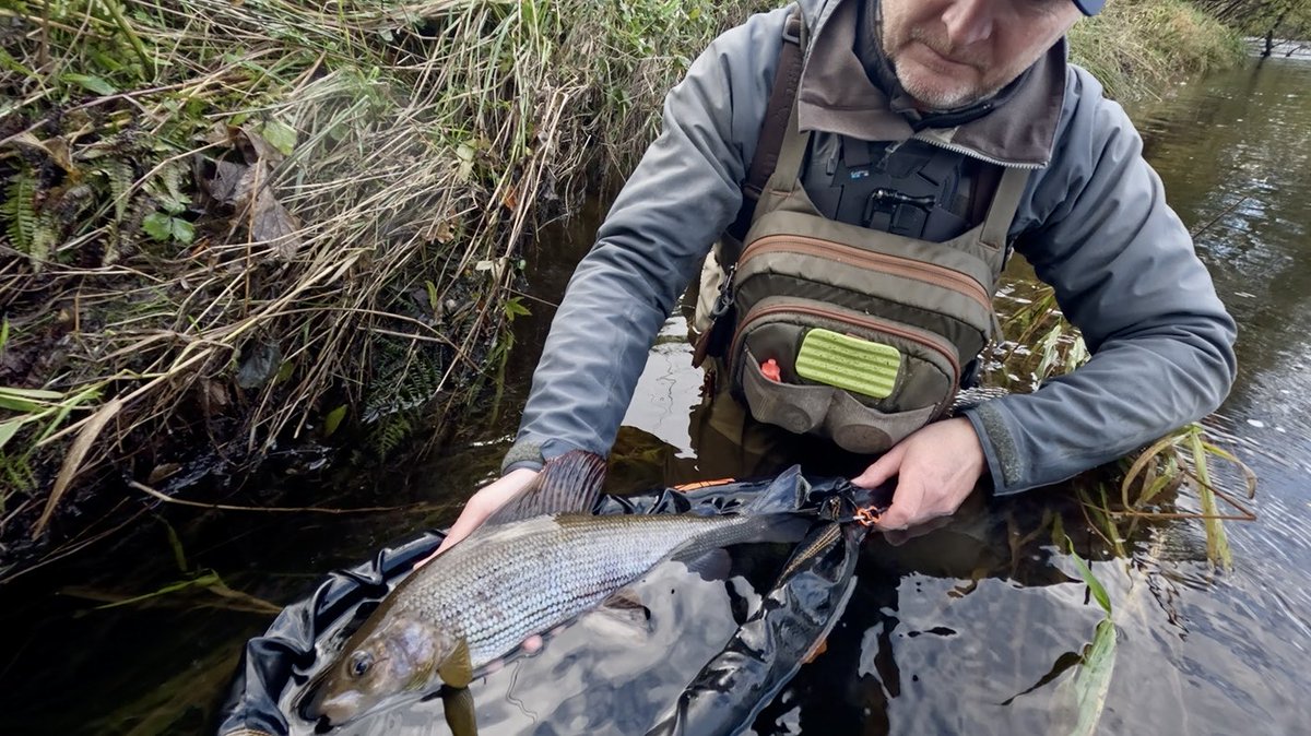 Pissed down all day, but come 3pm, the sun showed its face, and the nymph rod was tossed aside as fish started to rise. This was the only grayling of the day but it measured 17.5”, and had scoffed my size 18 Red Tag dry.