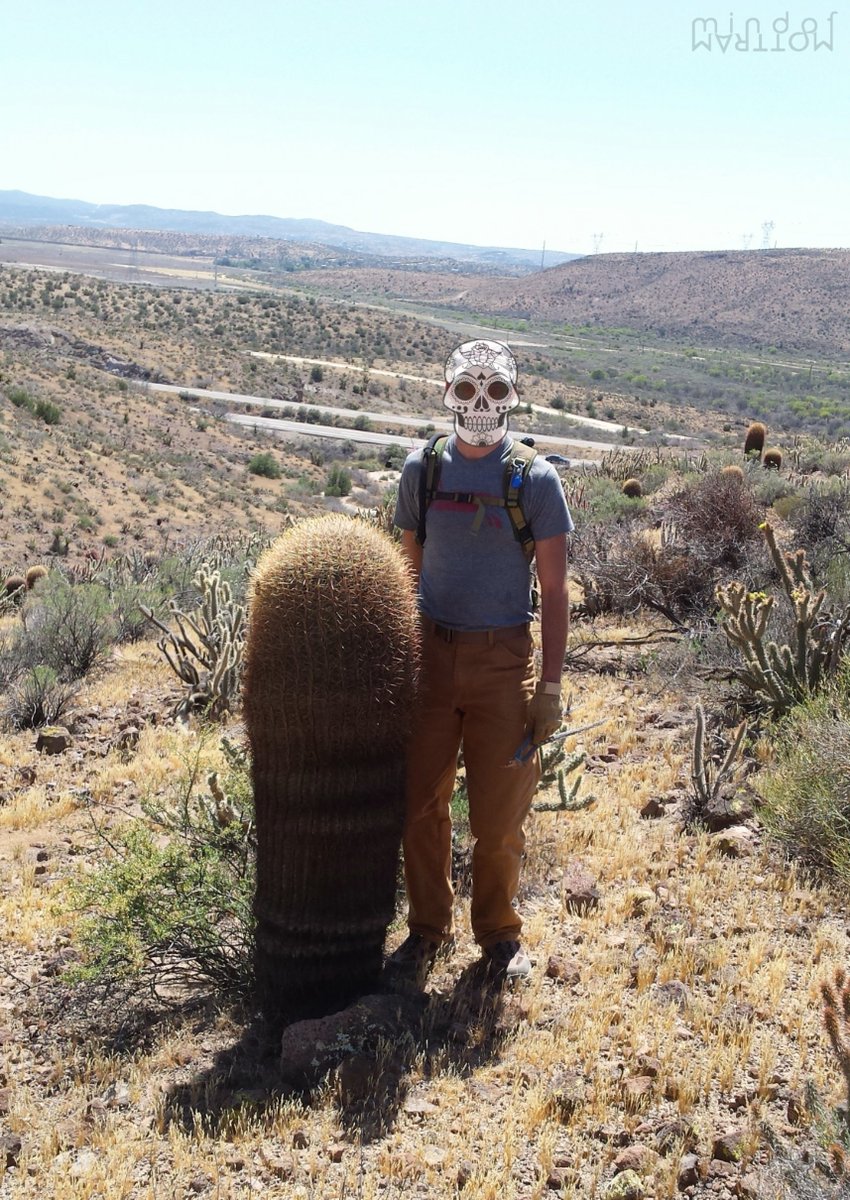 Found this giant barrel cactus while out poking around near the #Mexicanborder, which you can see on the left in the distance! 

#SanDiego #SoCalX #ExploreMore #cactus #desertthings #borderwall