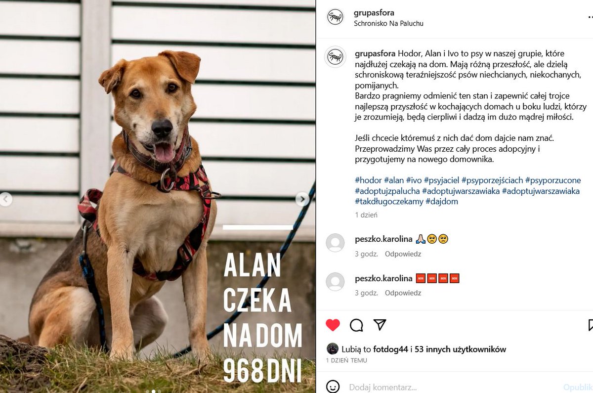 wielkrop2017's tweet photo. Alan czeka na człowieka. Prawie 1000 dni w schronisku. Niewidzialny. Zmieńmy to. Niech go zobaczą. https://t.co/6jicSWEQJY