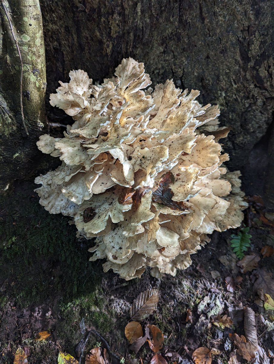Micko74's tweet photo. Any suggestions for the id of this beautiful shroom? Spotted in woodland right next to the river Plym in Devon

#fungi #identification #mycology #woodland #uk #mushrooms #fungus https://t.co/MuskoJUOgI