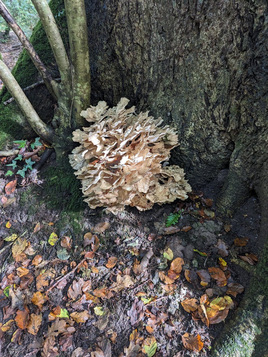 Micko74's tweet photo. Any suggestions for the id of this beautiful shroom? Spotted in woodland right next to the river Plym in Devon

#fungi #identification #mycology #woodland #uk #mushrooms #fungus https://t.co/MuskoJUOgI