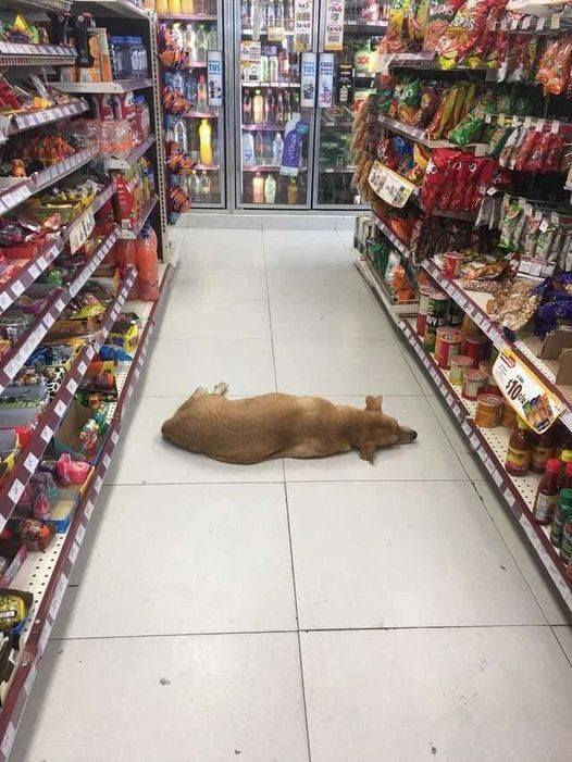 "He has been here the past few days. We suspect he was left behind by his owner. He came to us for help"
"We let him inside because the temperature outside is really hellish. We feel bad for him, but he looks happier around the store"...